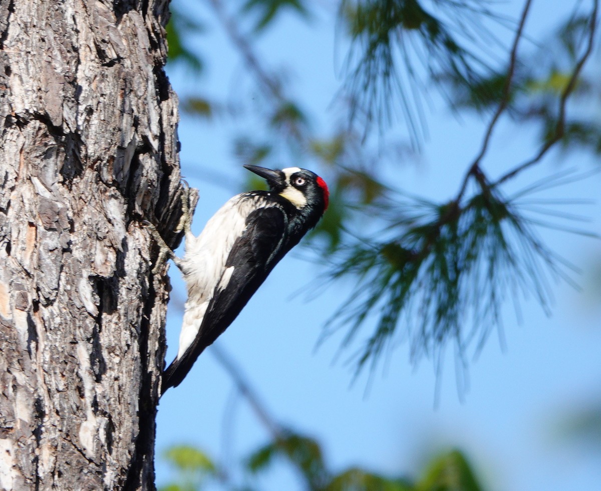 Acorn Woodpecker - ML618688901