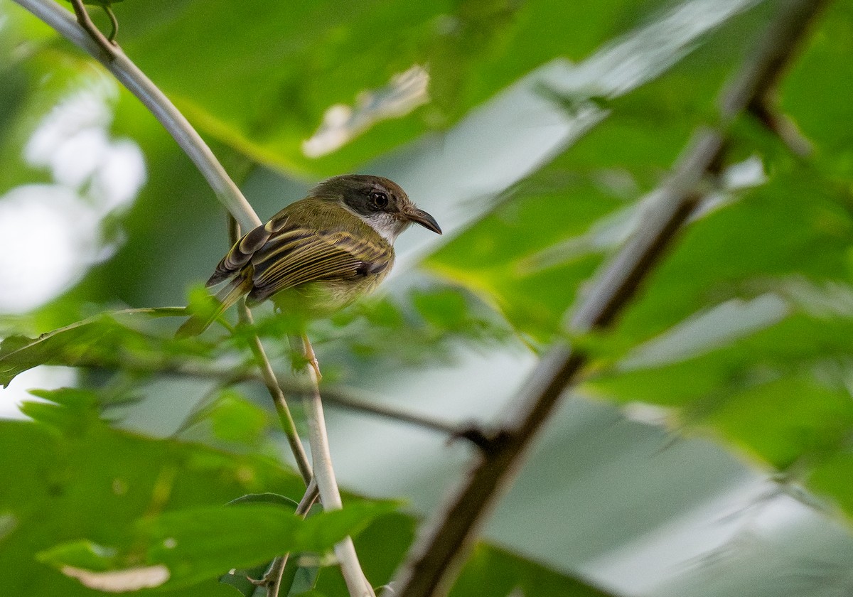 Northern Bentbill - Forest Botial-Jarvis