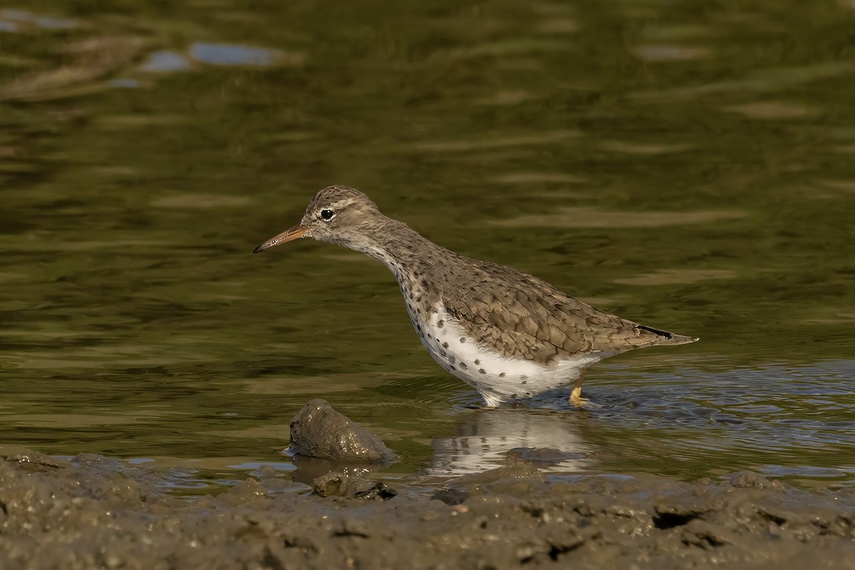 Spotted Sandpiper - marlin harms