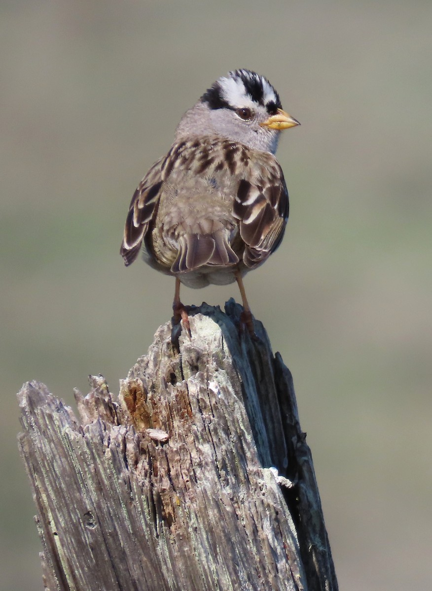 White-crowned Sparrow - Linda Archer