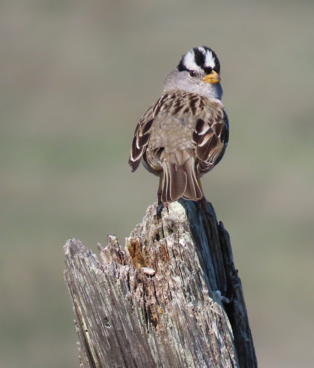 White-crowned Sparrow - ML618688942