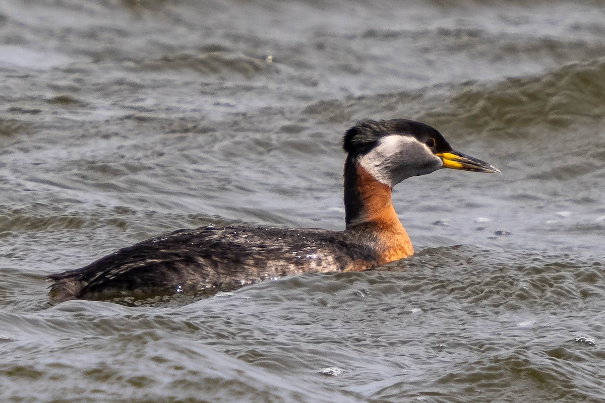 Red-necked Grebe - ML618689000