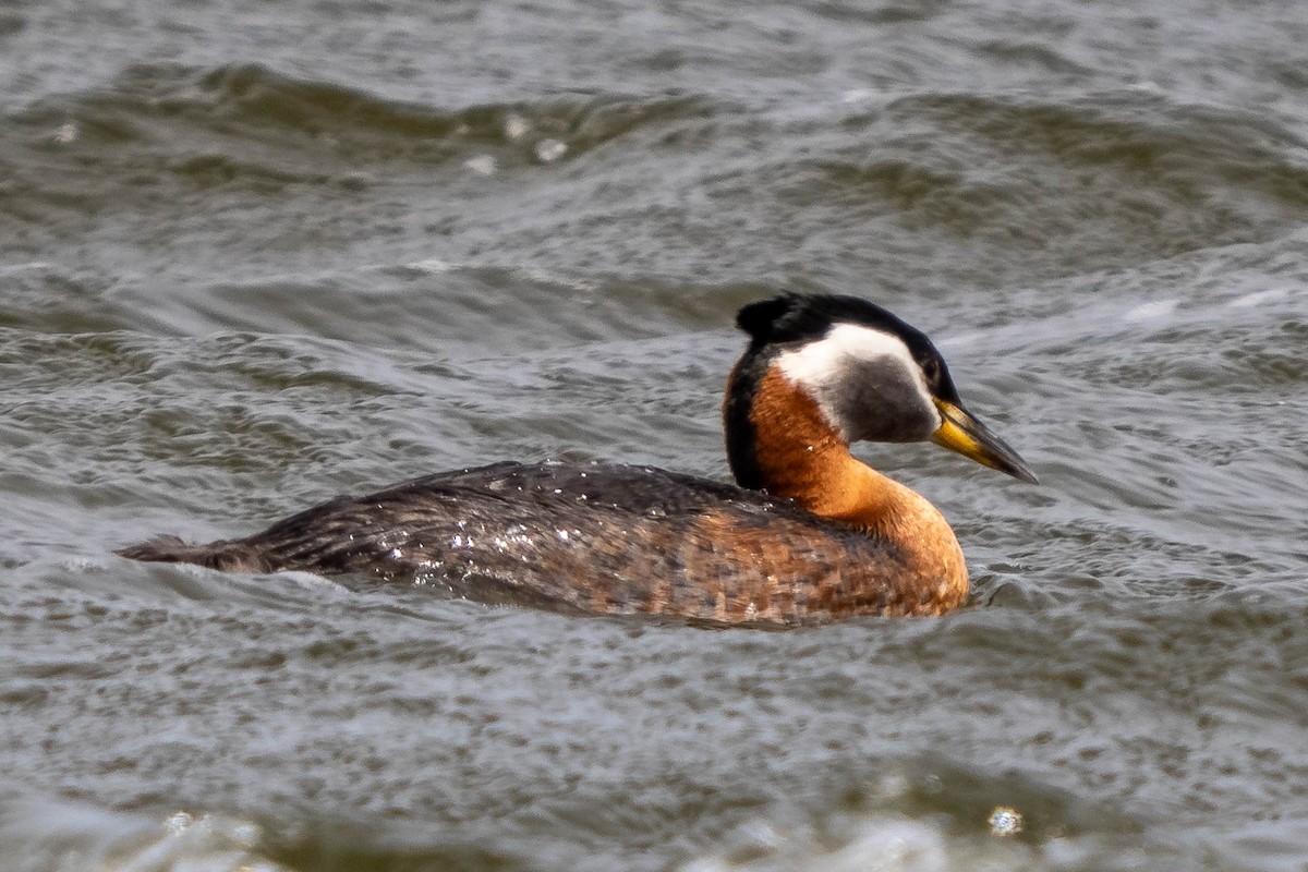 Red-necked Grebe - ML618689001