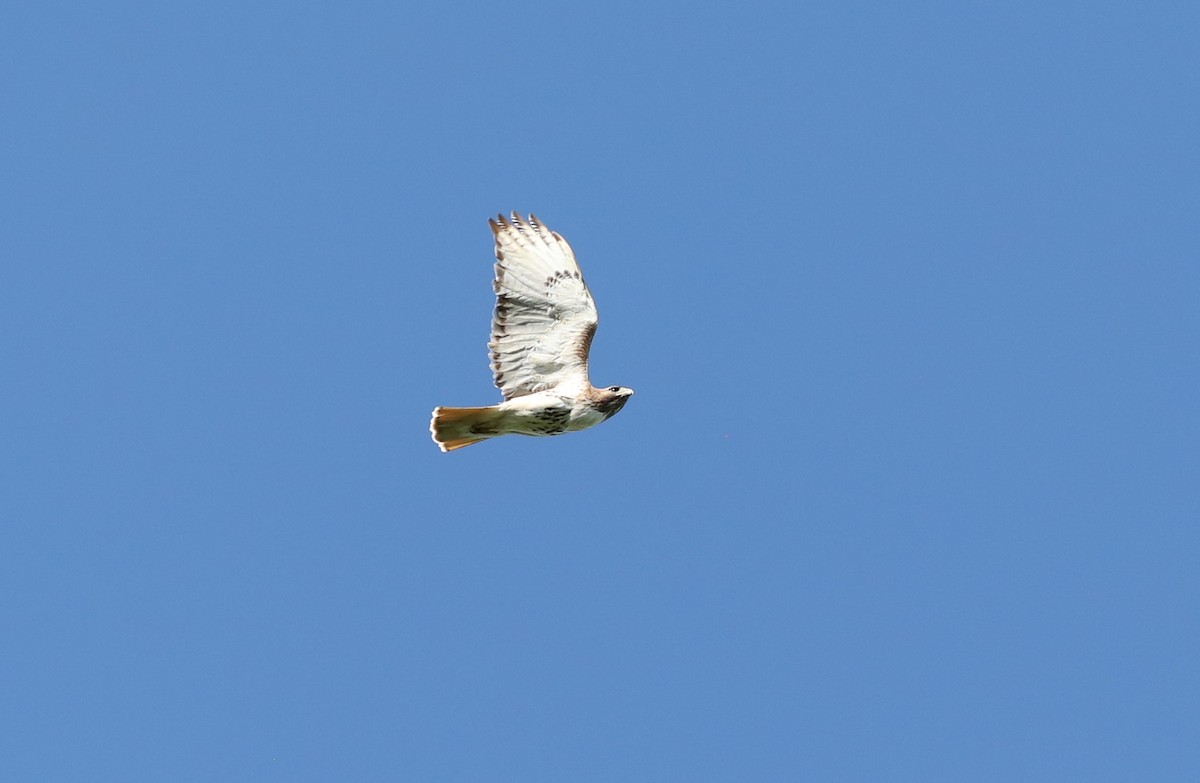 Red-tailed Hawk - ML618689060
