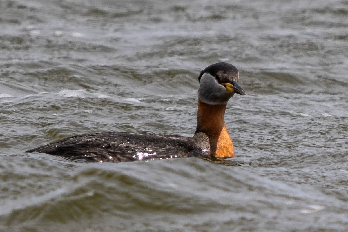 Red-necked Grebe - ML618689064