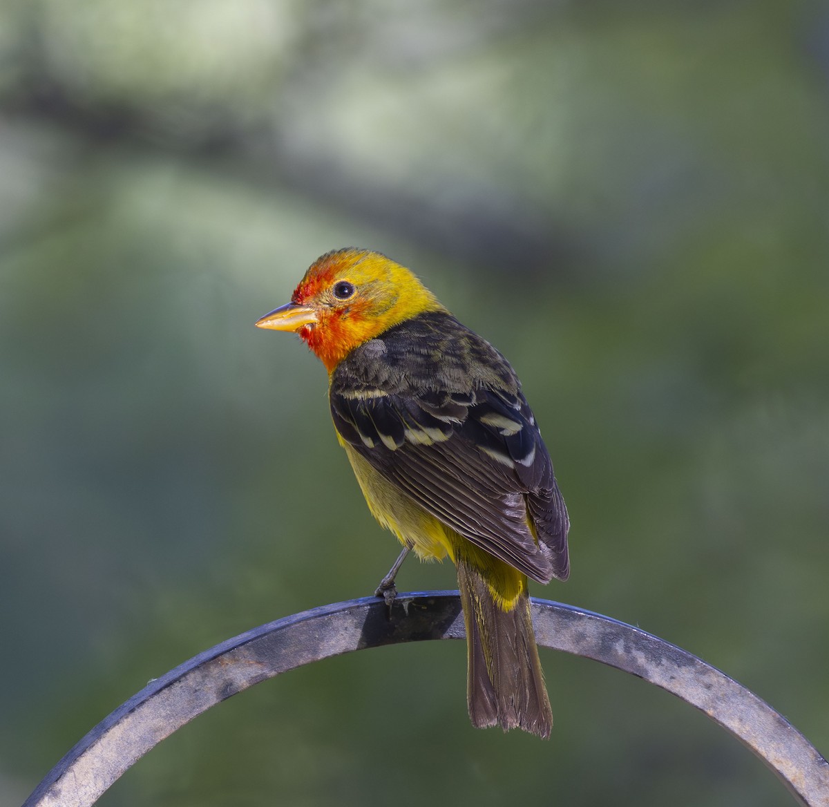 Western Tanager - ML618689084