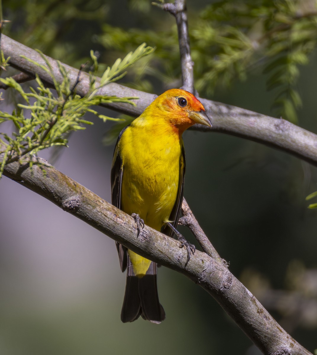 Western Tanager - ML618689090
