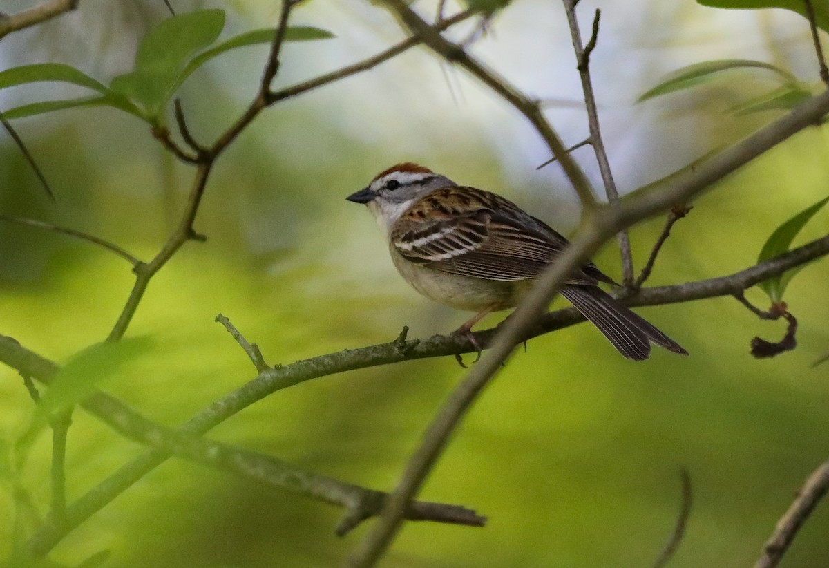 Chipping Sparrow - ML618689105