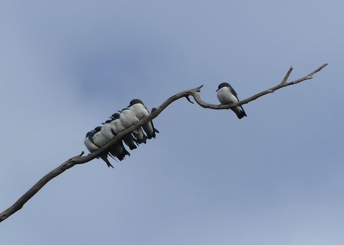 White-breasted Woodswallow - ML618689109