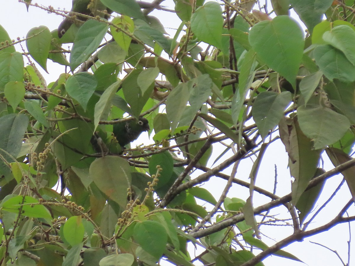 Maroon-tailed Parakeet - ML618689115