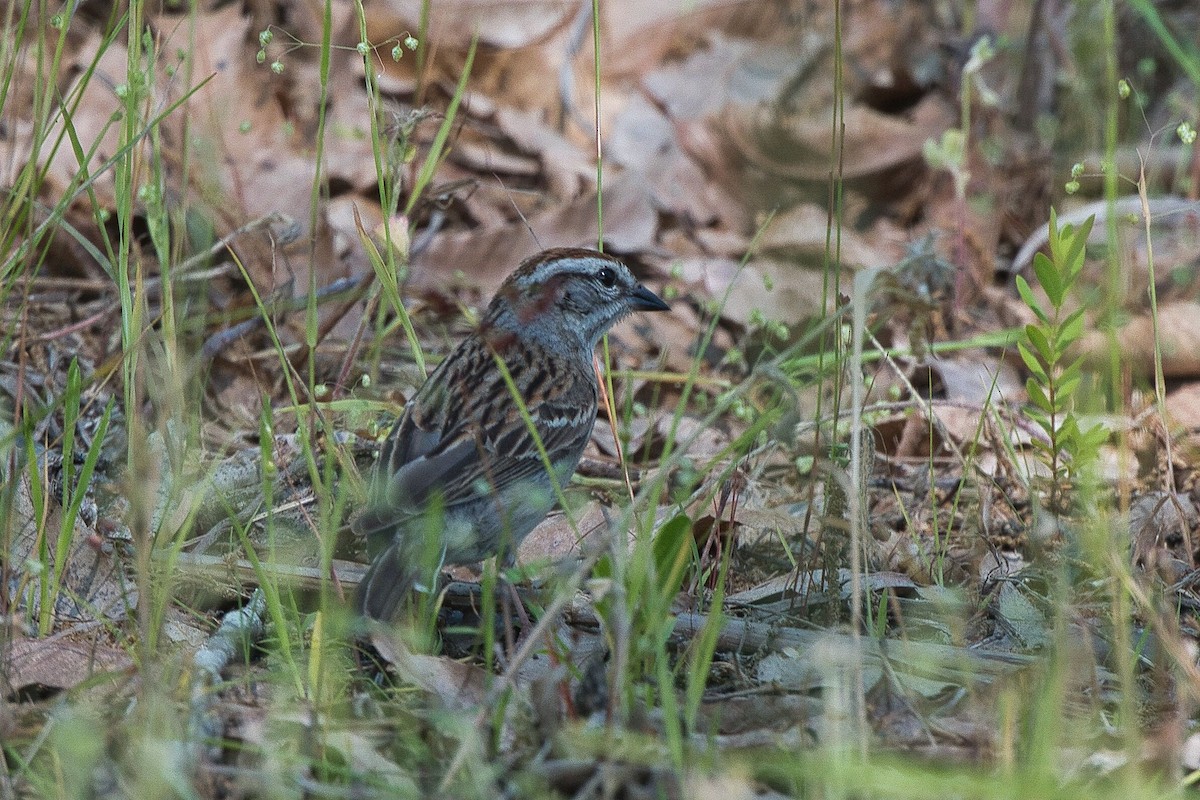 Chipping Sparrow - ML618689129