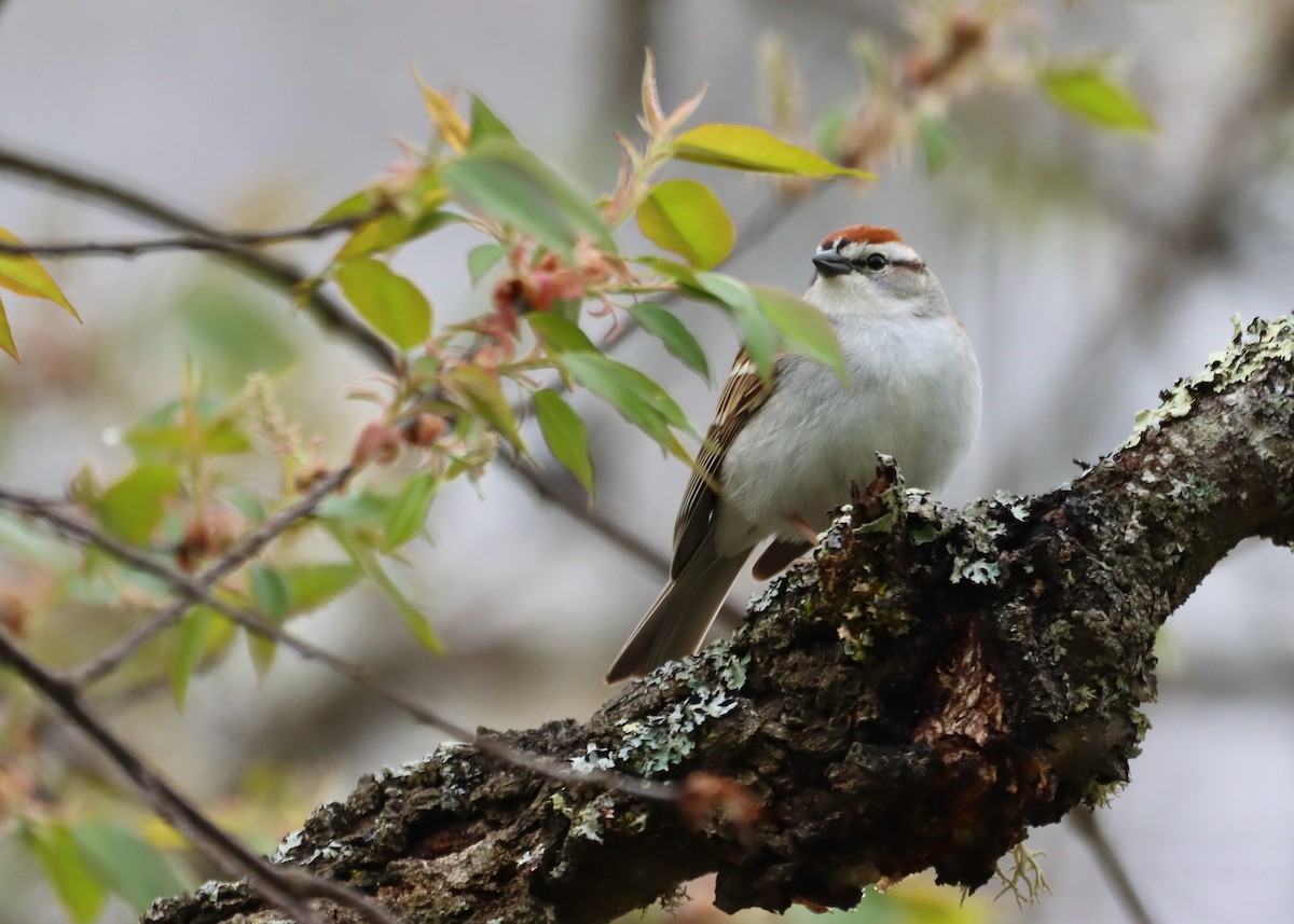 Chipping Sparrow - ML618689141