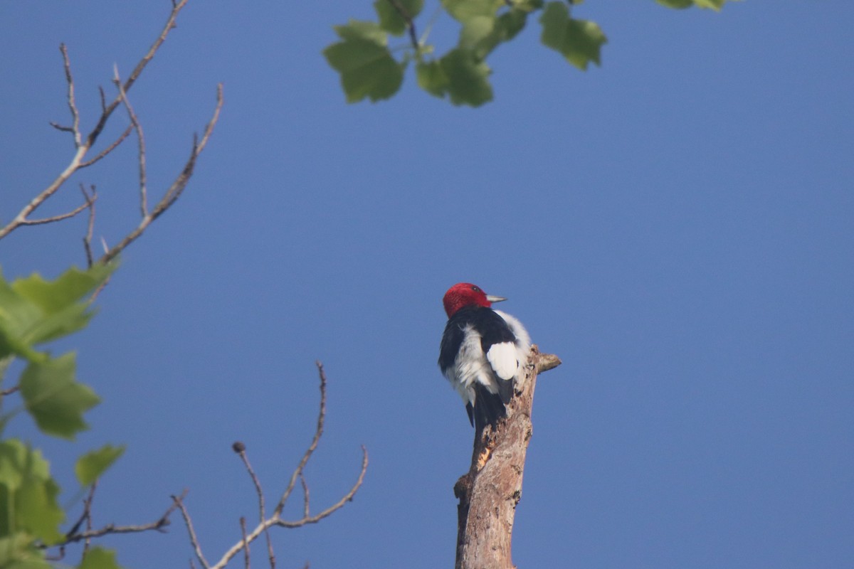 Red-headed Woodpecker - ML618689162