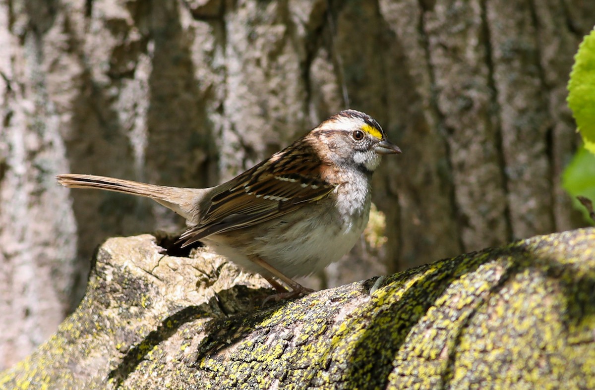 White-throated Sparrow - ML618689169