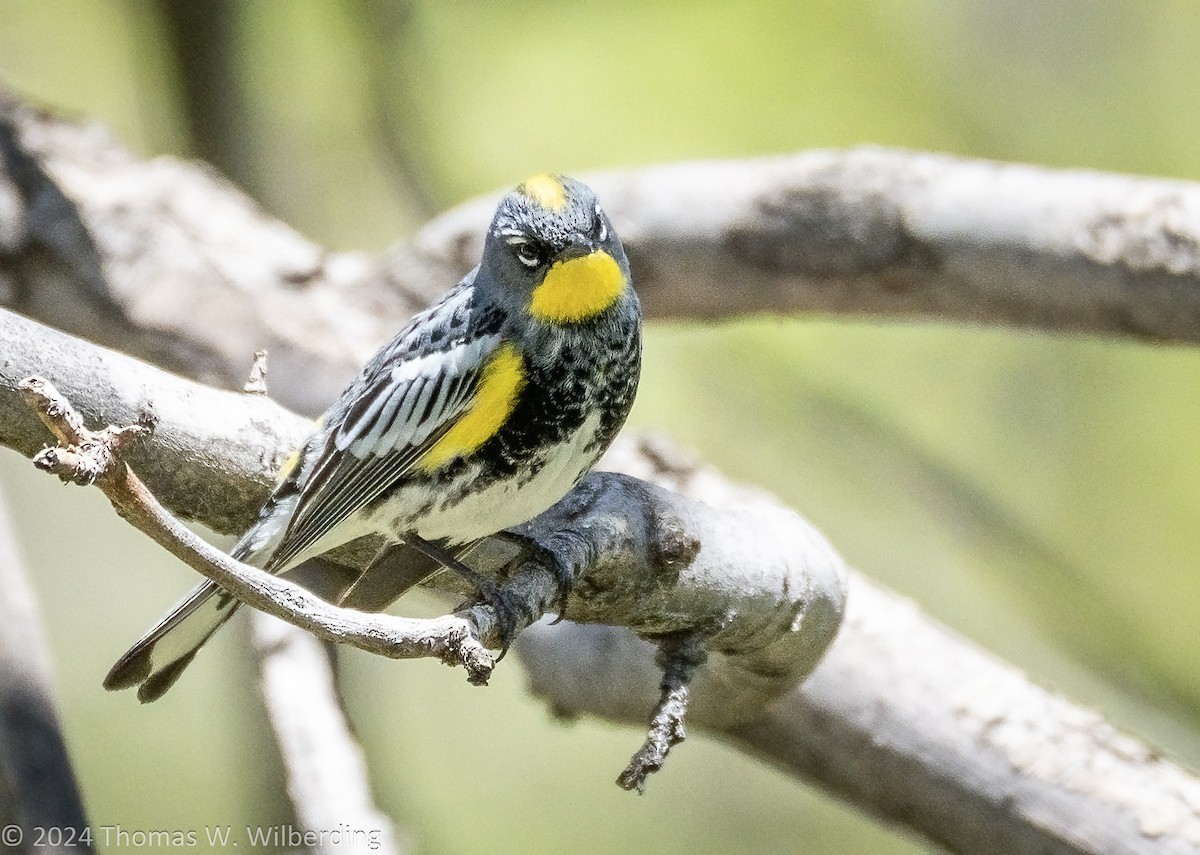Yellow-rumped Warbler (Audubon's) - ML618689190