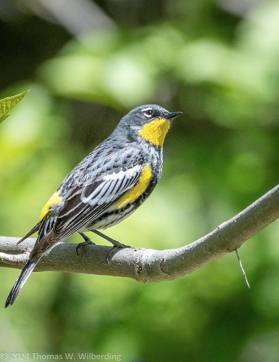 Yellow-rumped Warbler (Audubon's) - ML618689191