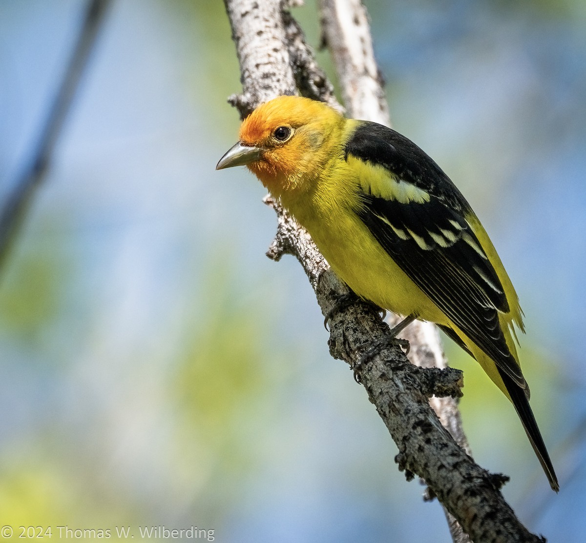 Western Tanager - ML618689202