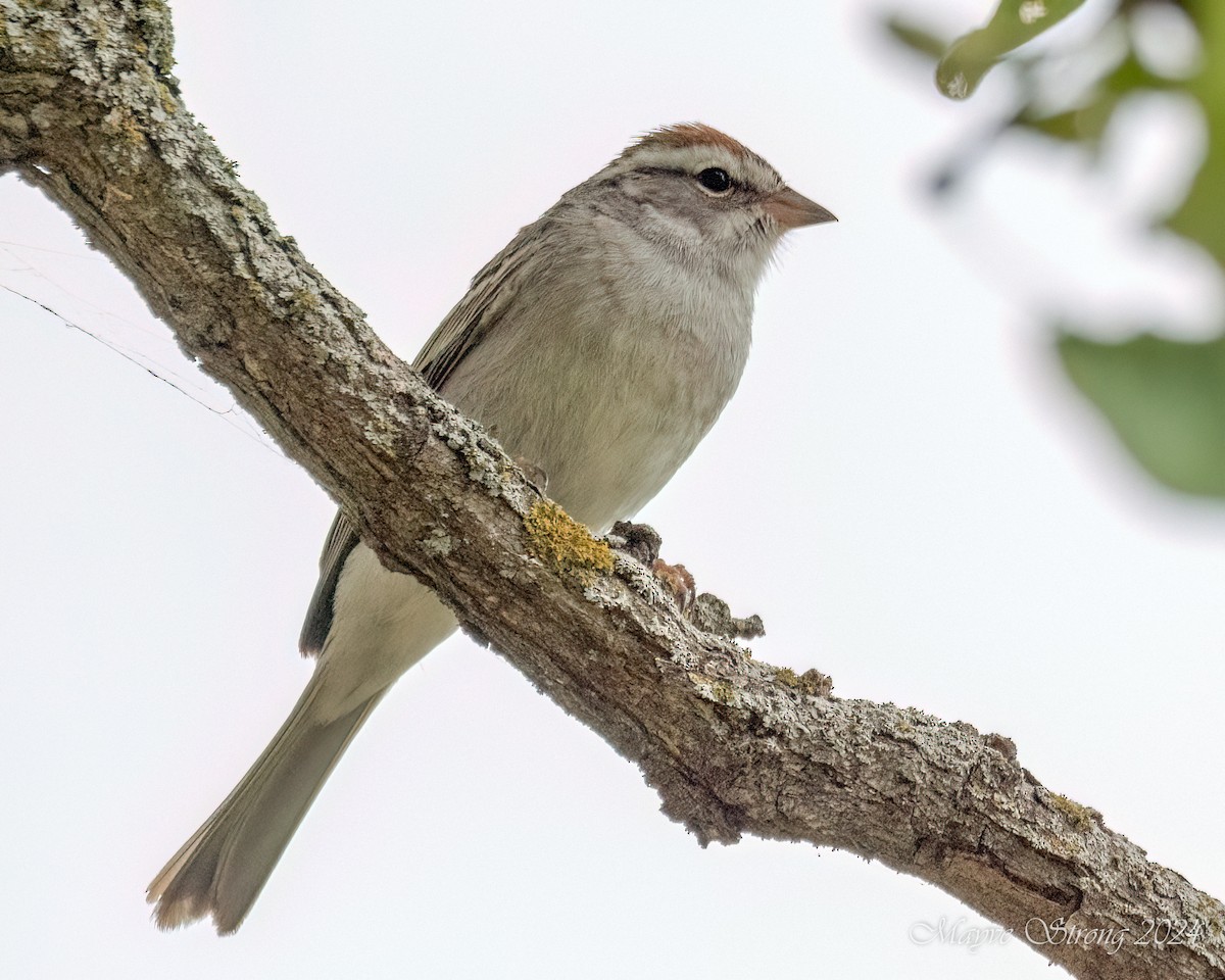 Chipping Sparrow - ML618689209