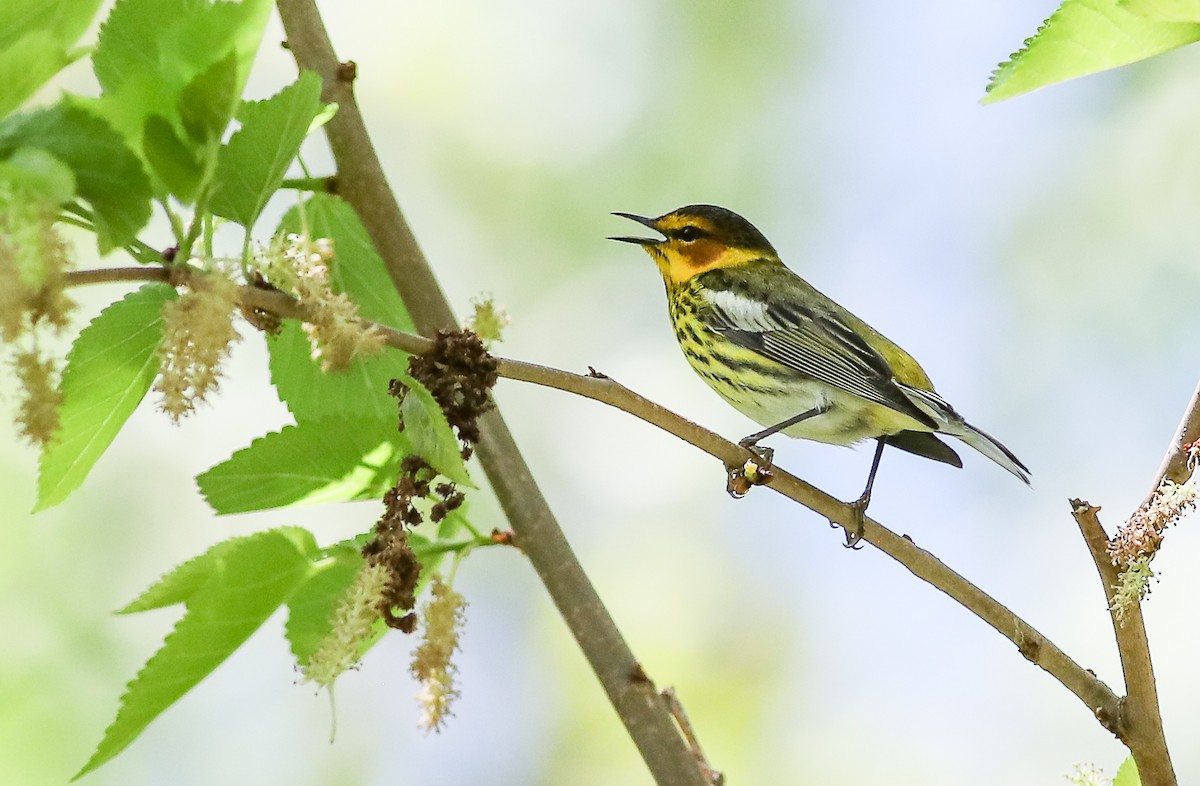 Cape May Warbler - ML618689230