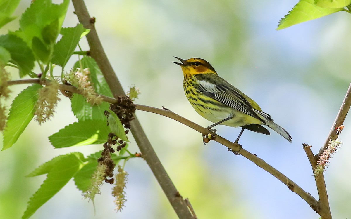 Cape May Warbler - ML618689231