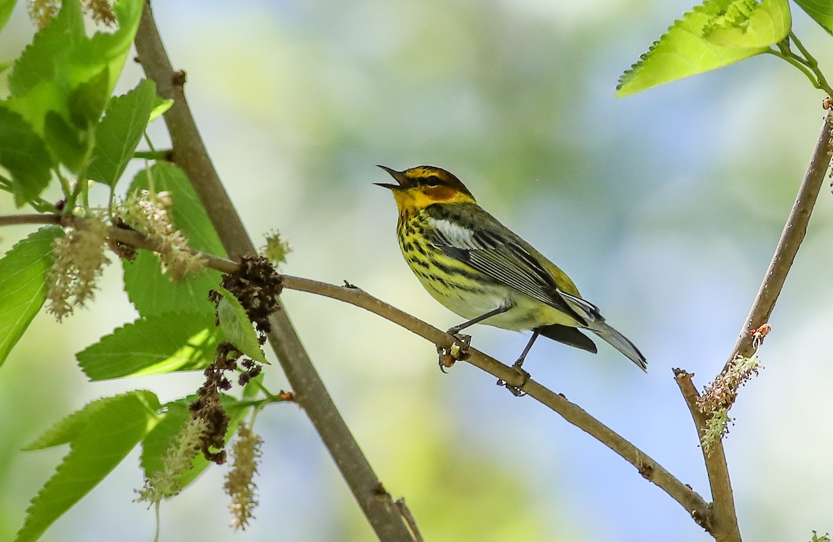 Cape May Warbler - ML618689232