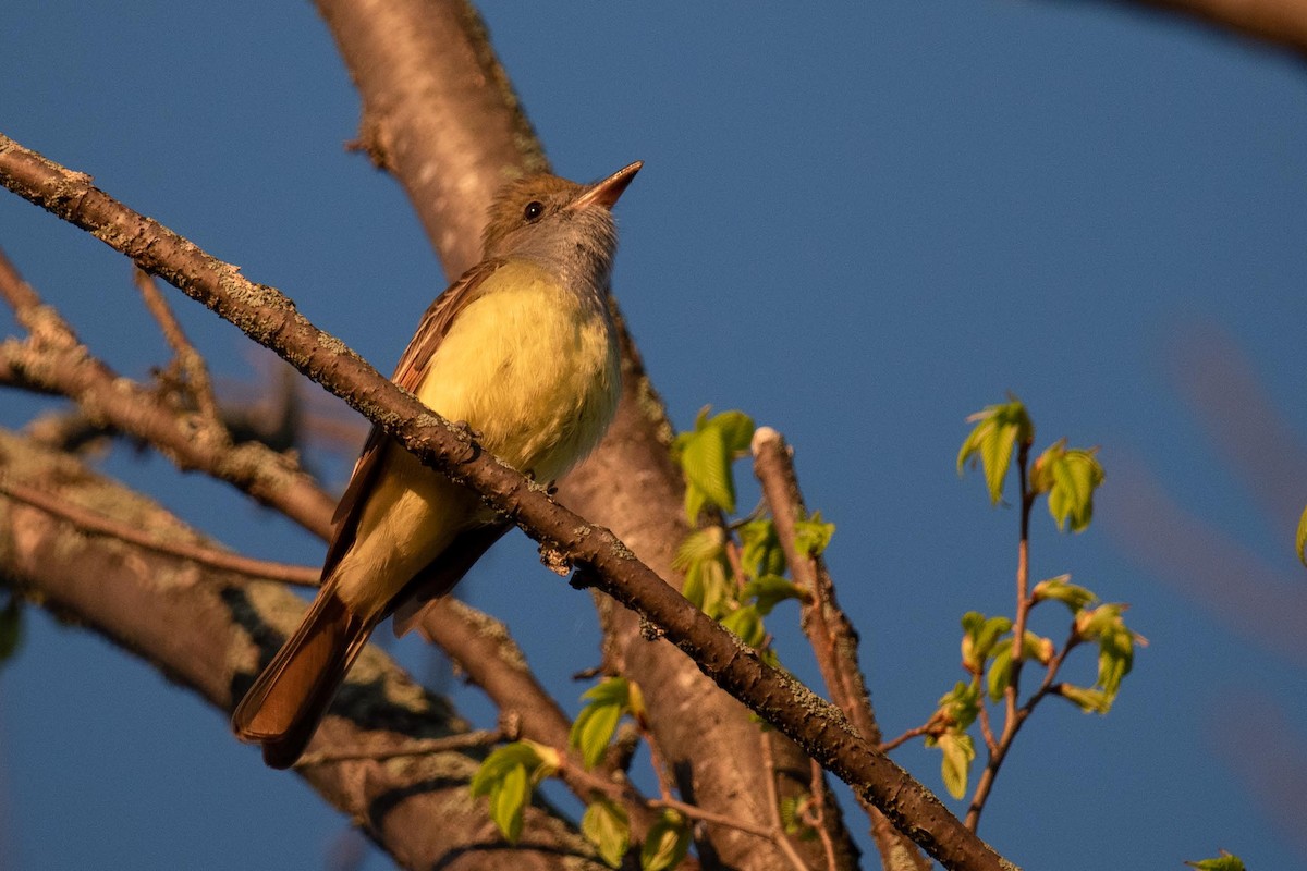 Great Crested Flycatcher - ML618689237