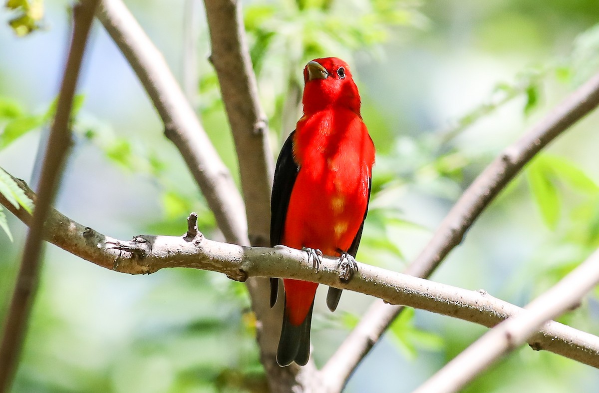 Scarlet Tanager - ML618689260