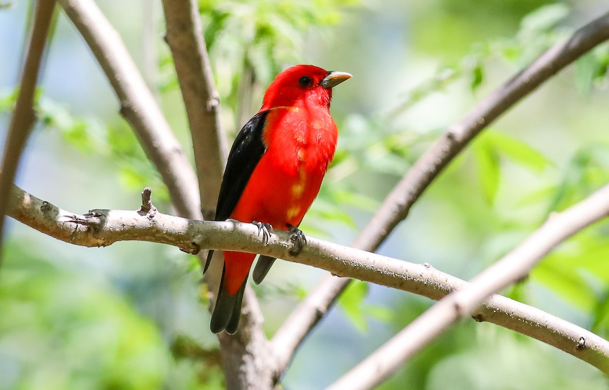 Scarlet Tanager - ML618689261