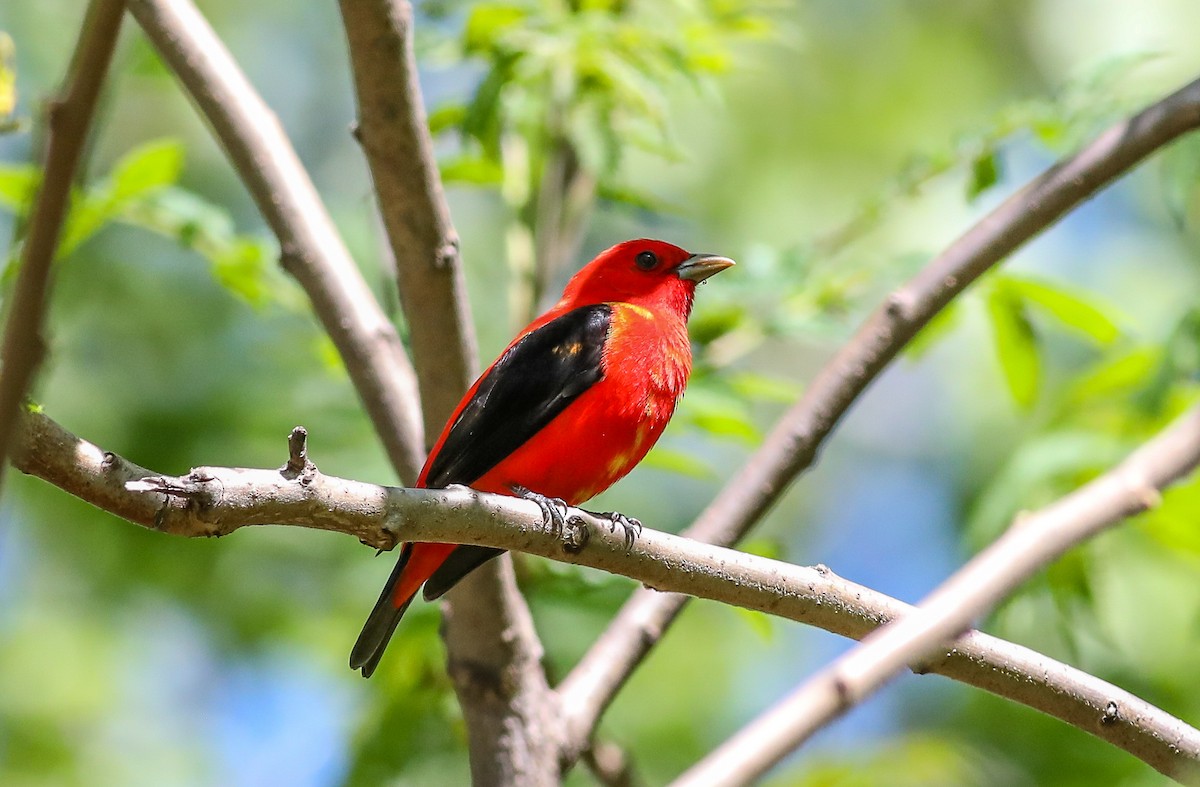 Scarlet Tanager - ML618689262