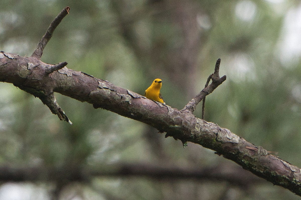 Prothonotary Warbler - ML618689266