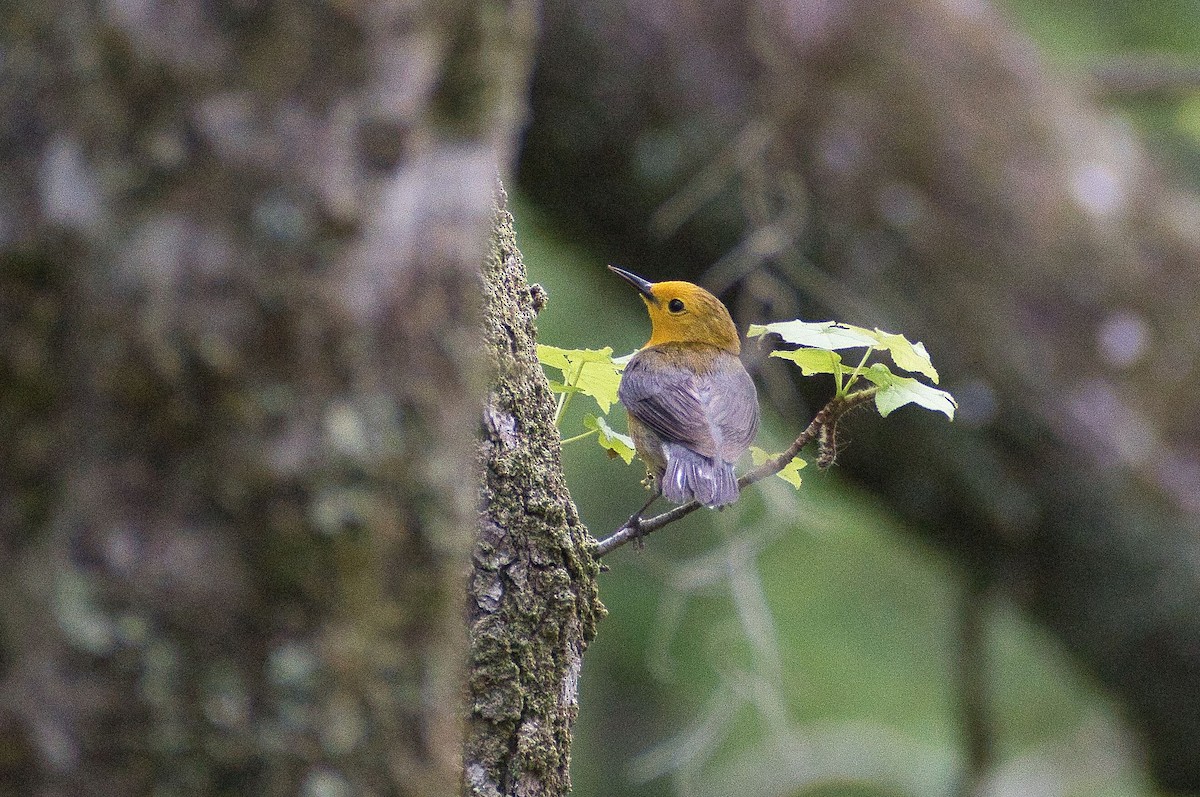 Prothonotary Warbler - ML618689267