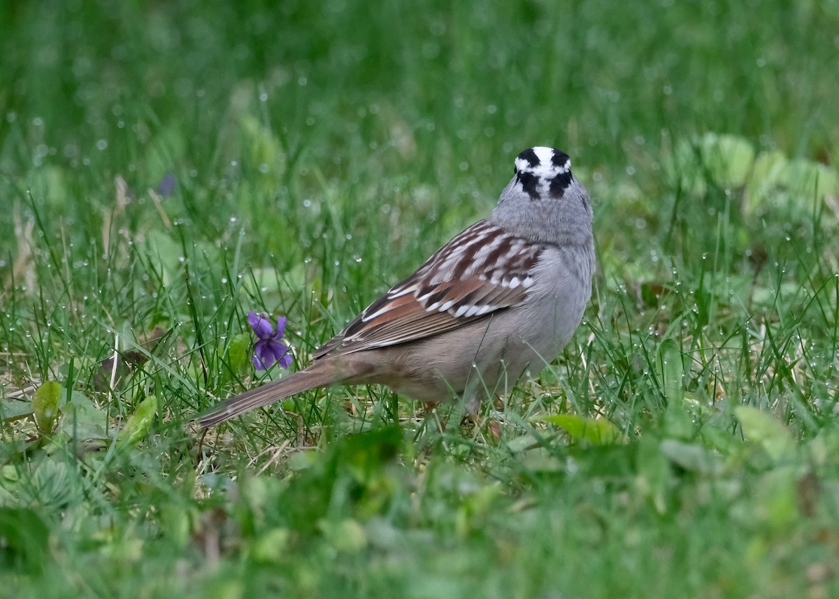 White-crowned Sparrow - ML618689268