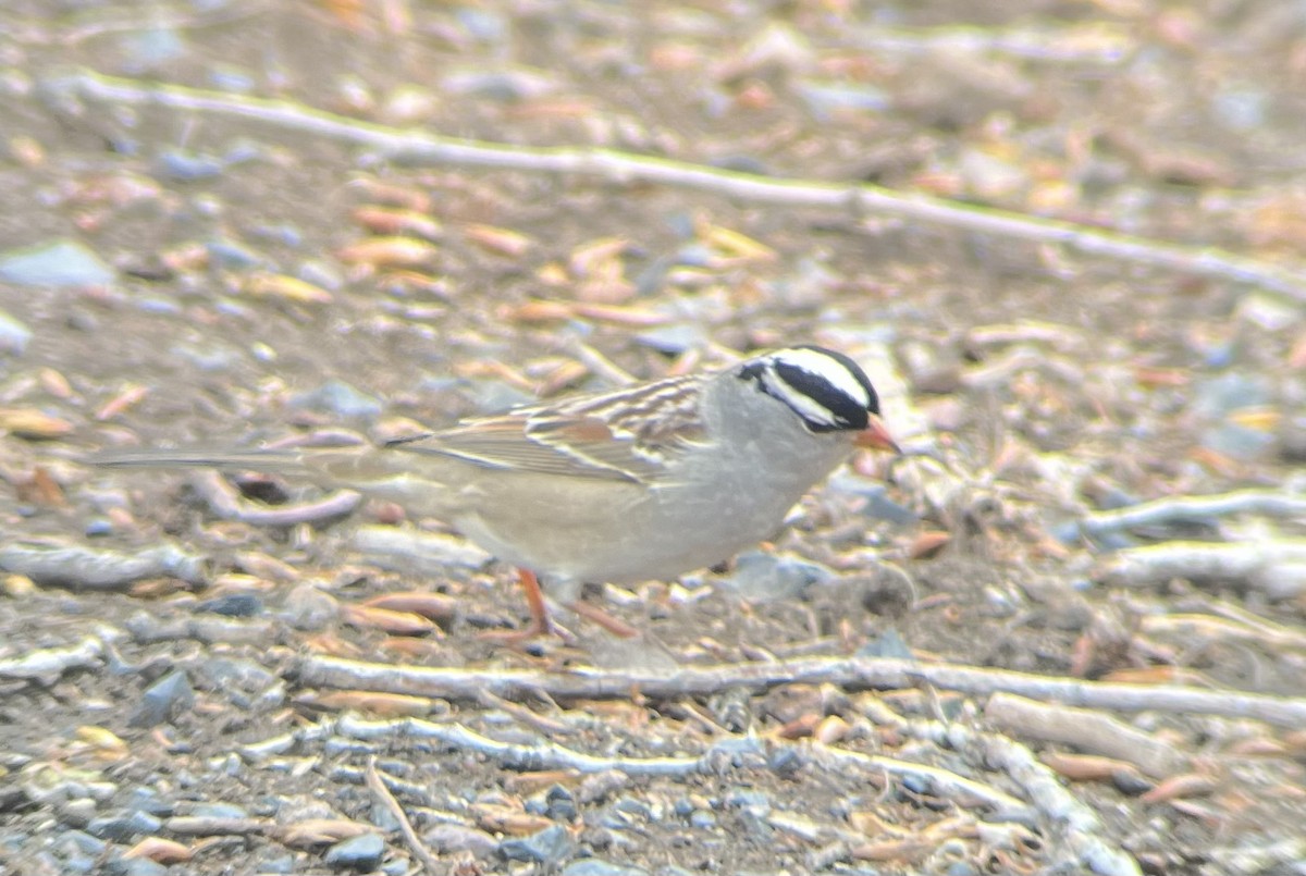 White-crowned Sparrow (oriantha) - ML618689274