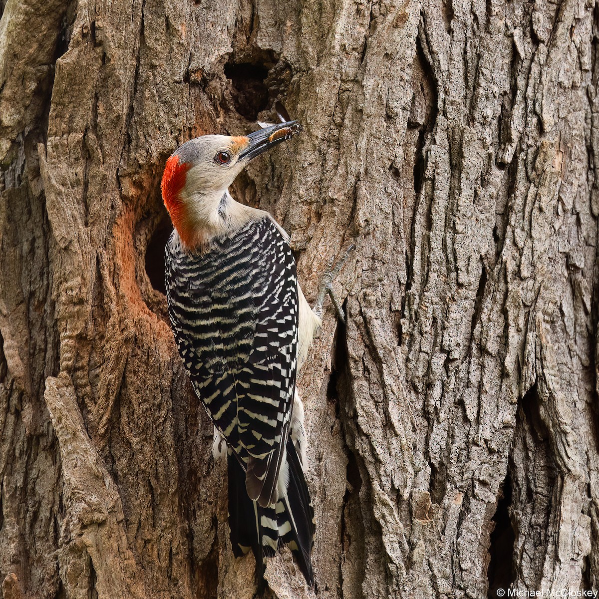 Red-bellied Woodpecker - Michael McCloskey