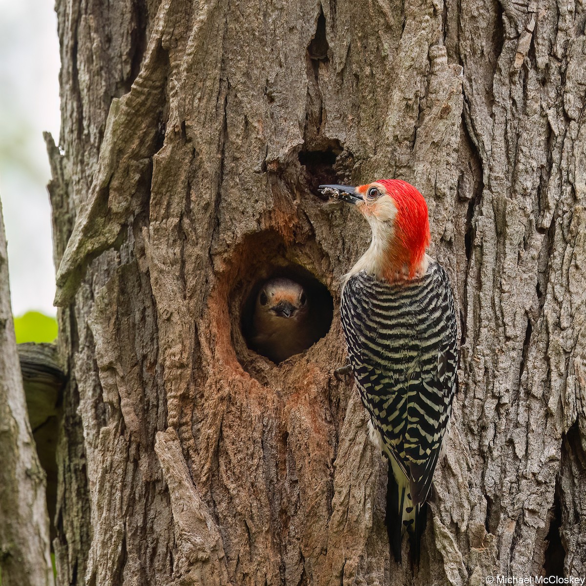 Red-bellied Woodpecker - ML618689375