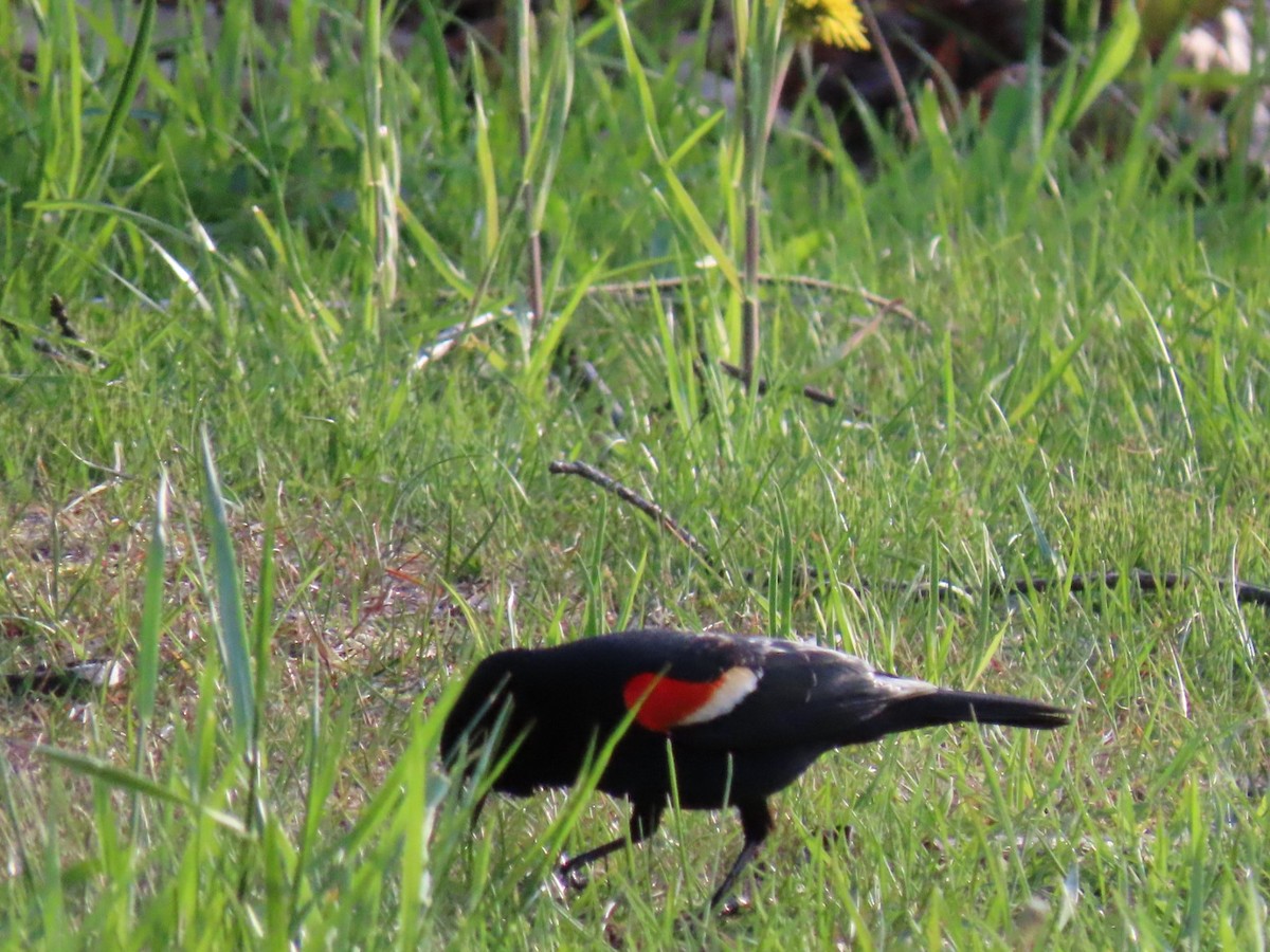 Red-winged Blackbird - ML618689383