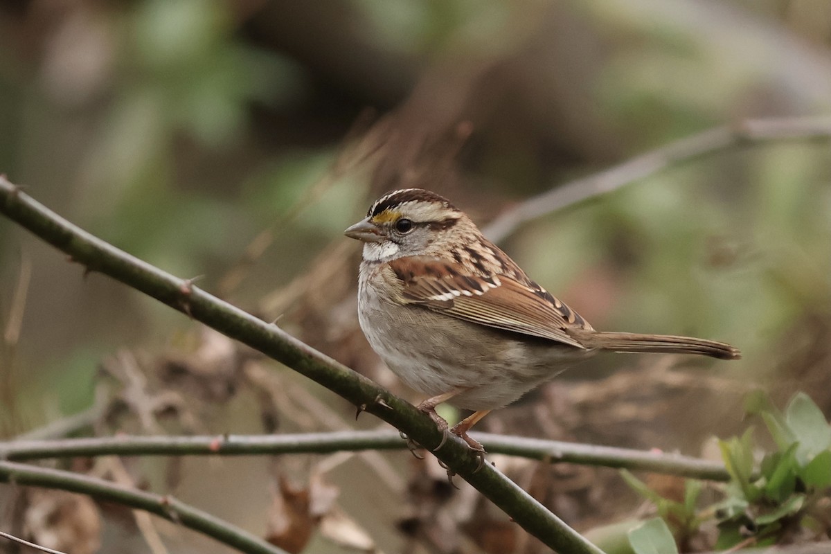 White-throated Sparrow - ML618689409