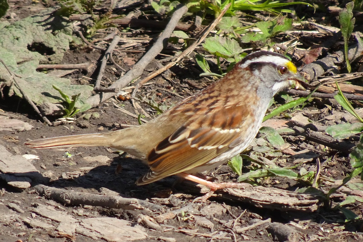 White-throated Sparrow - ML618689411