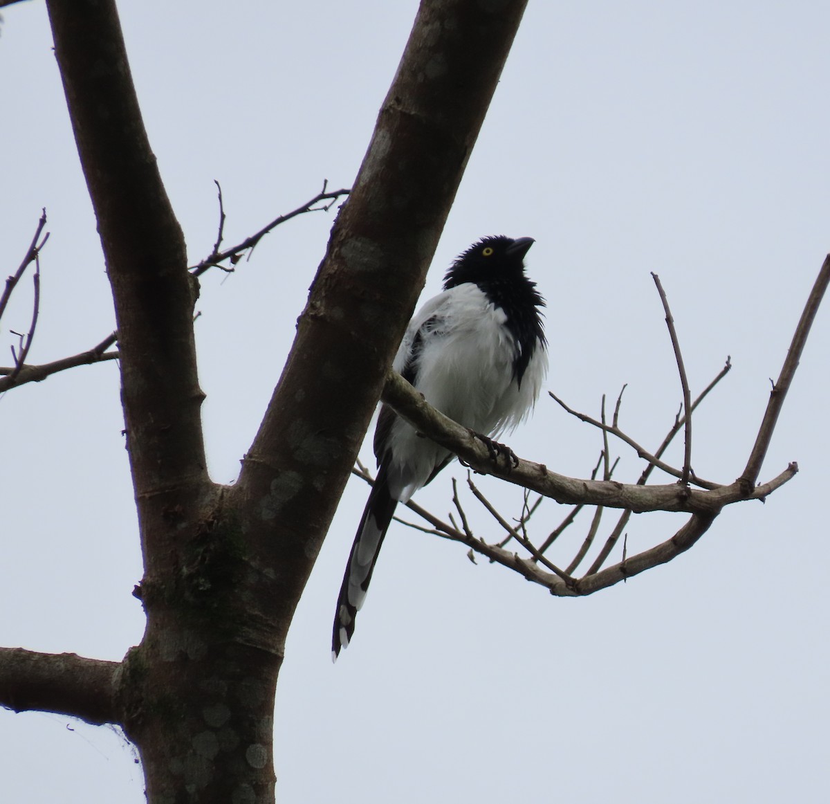 Magpie Tanager - ML618689412