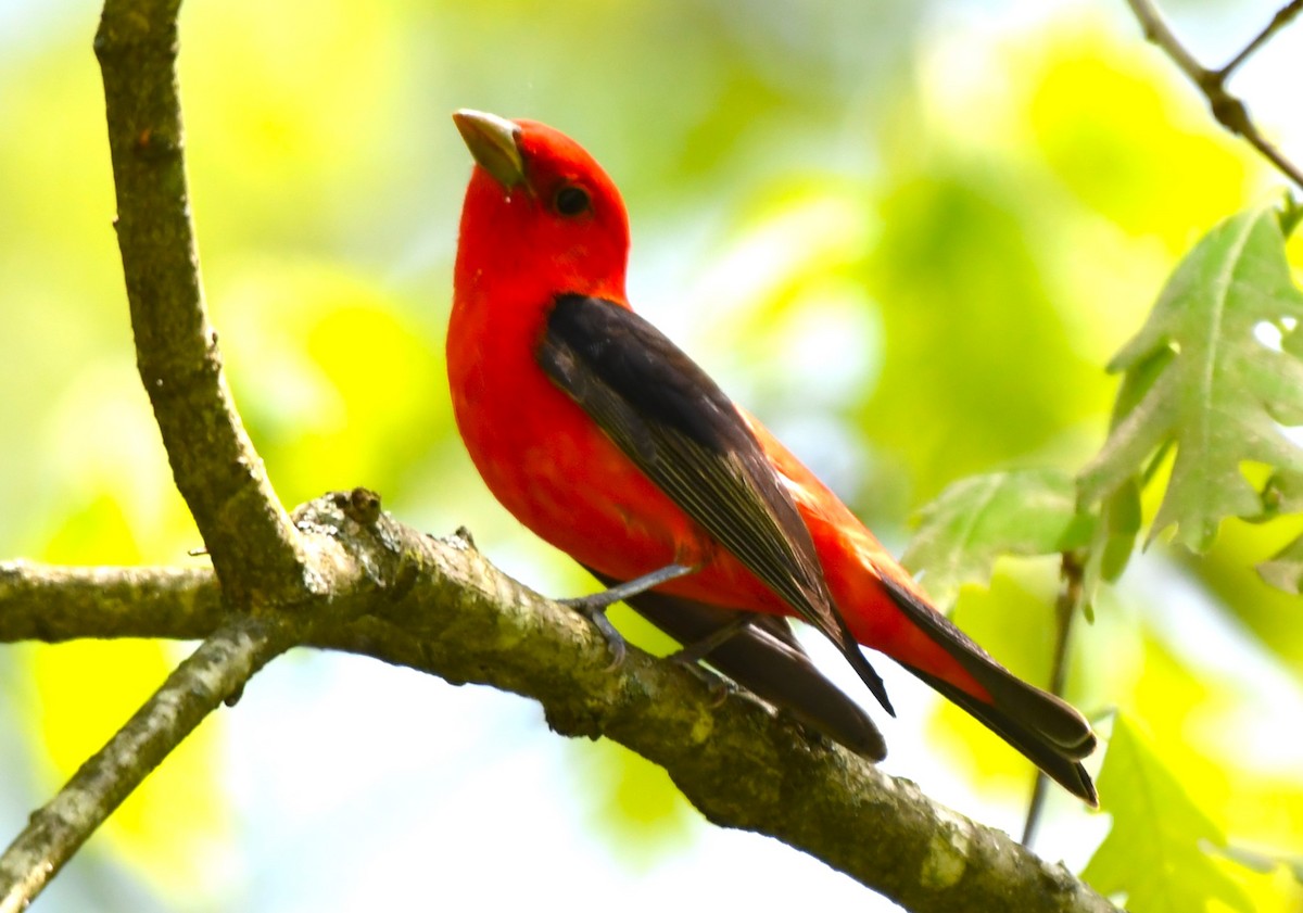 Scarlet Tanager - ML618689435