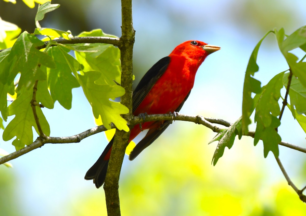 Scarlet Tanager - ML618689436