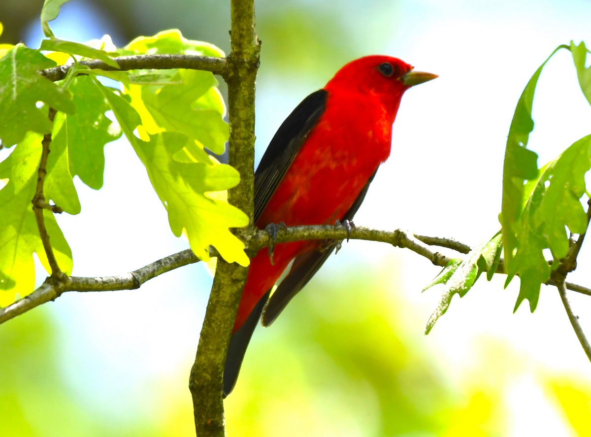 Scarlet Tanager - ML618689438