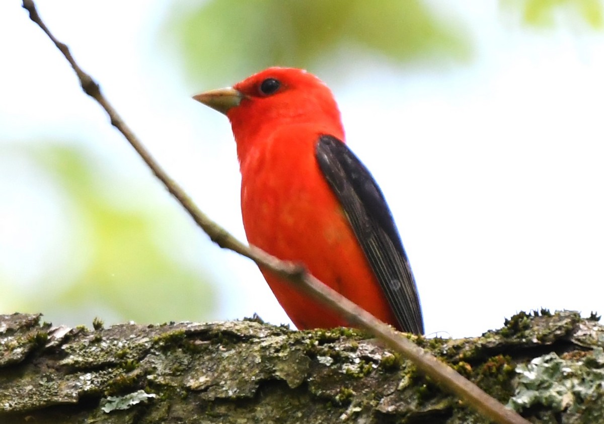 Scarlet Tanager - ML618689439