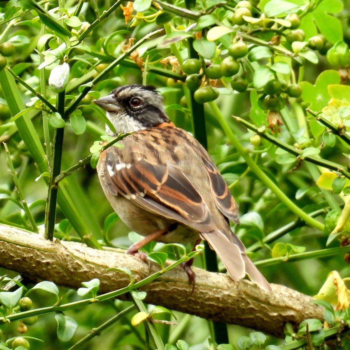 Rufous-collared Sparrow - ML618689446