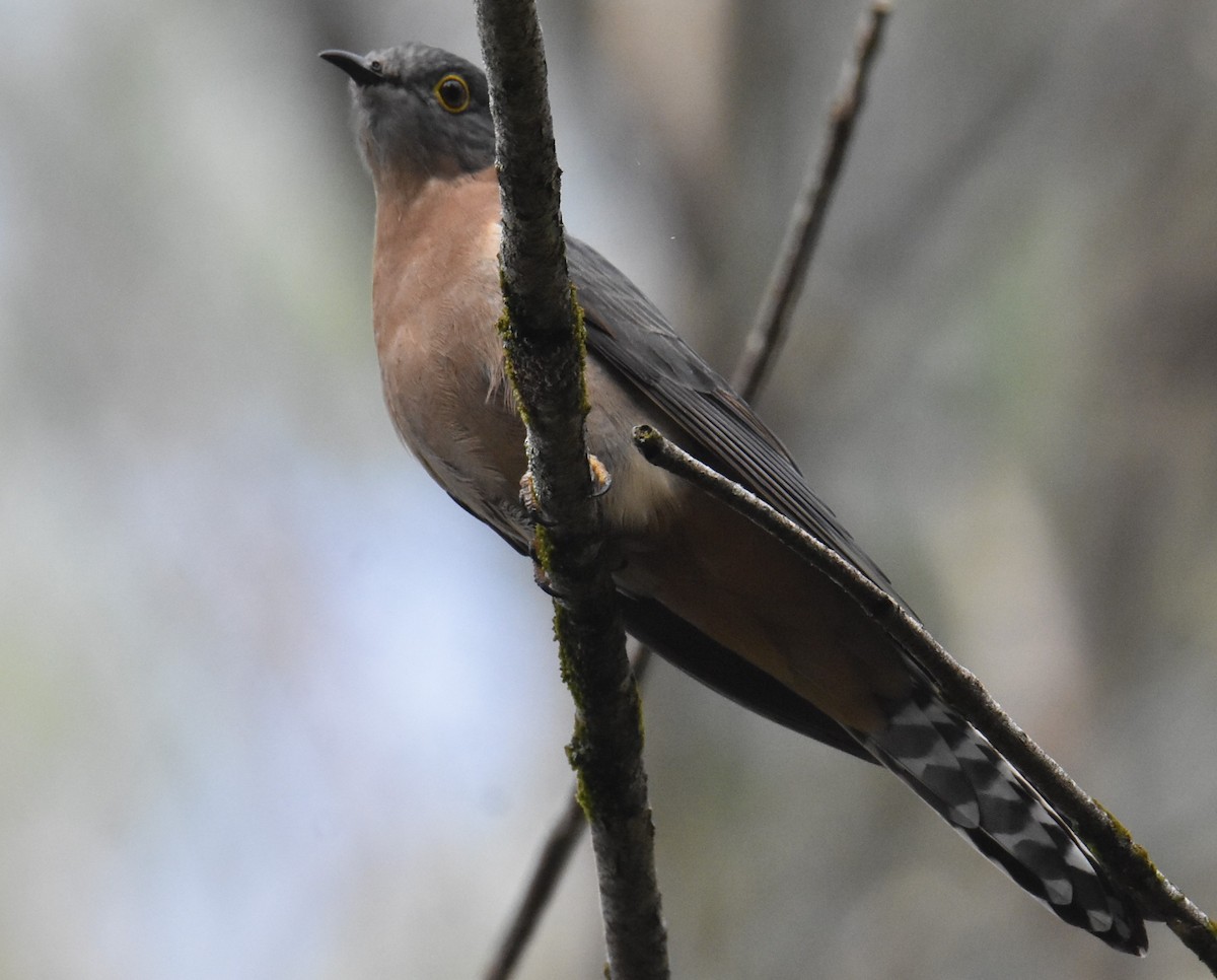 Fan-tailed Cuckoo - ML618689502