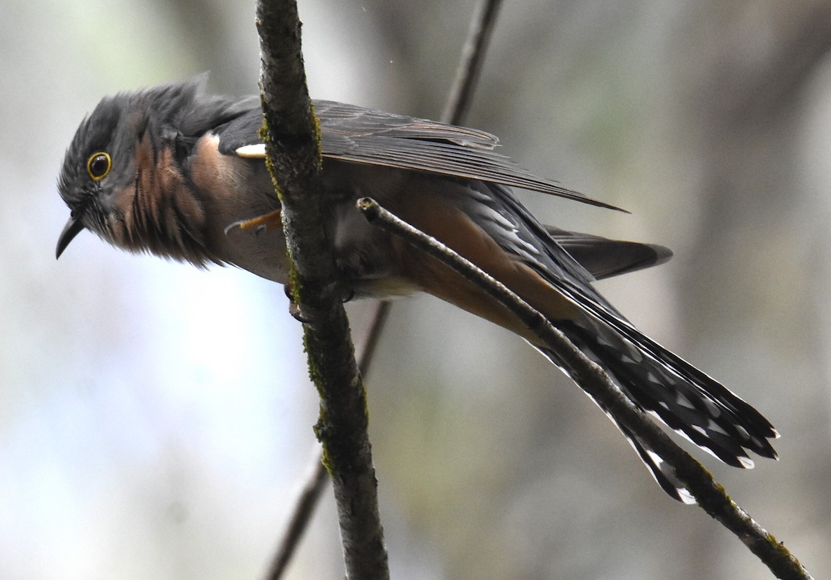 Fan-tailed Cuckoo - ML618689508