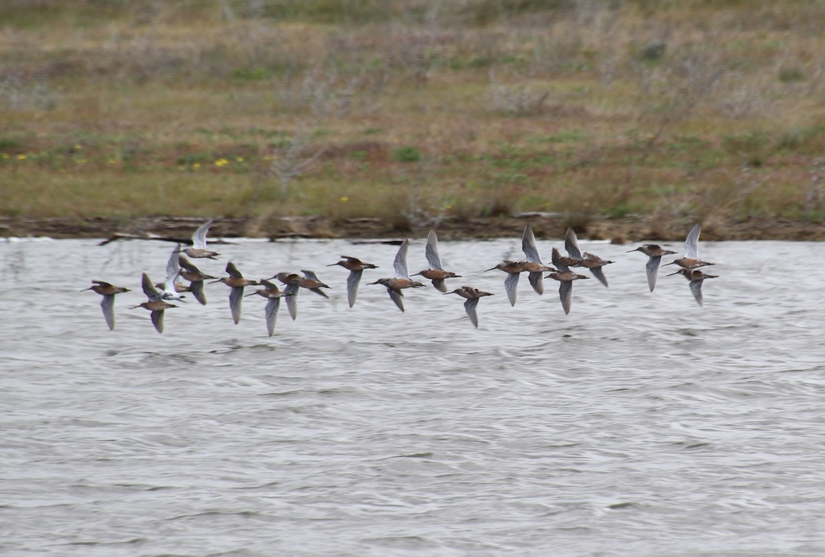 Long-billed Dowitcher - ML618689549
