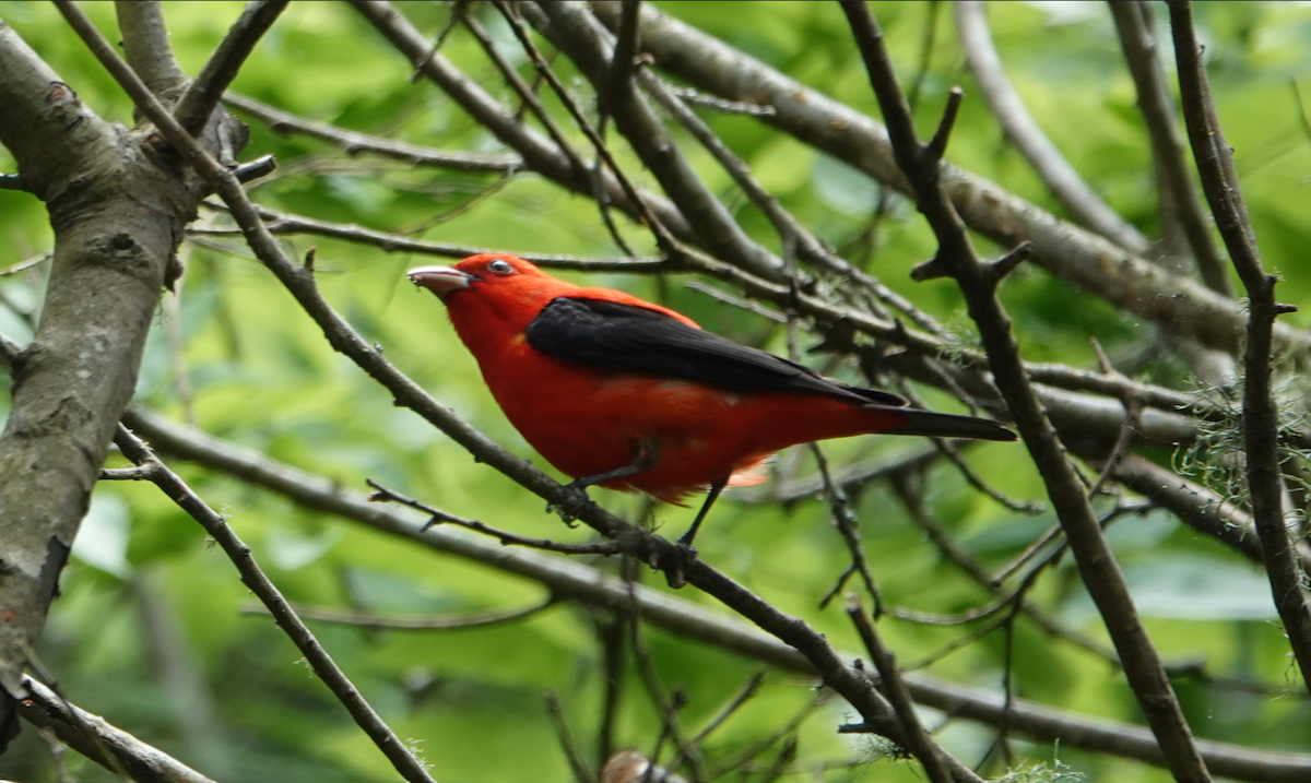 Scarlet Tanager - ML618689587