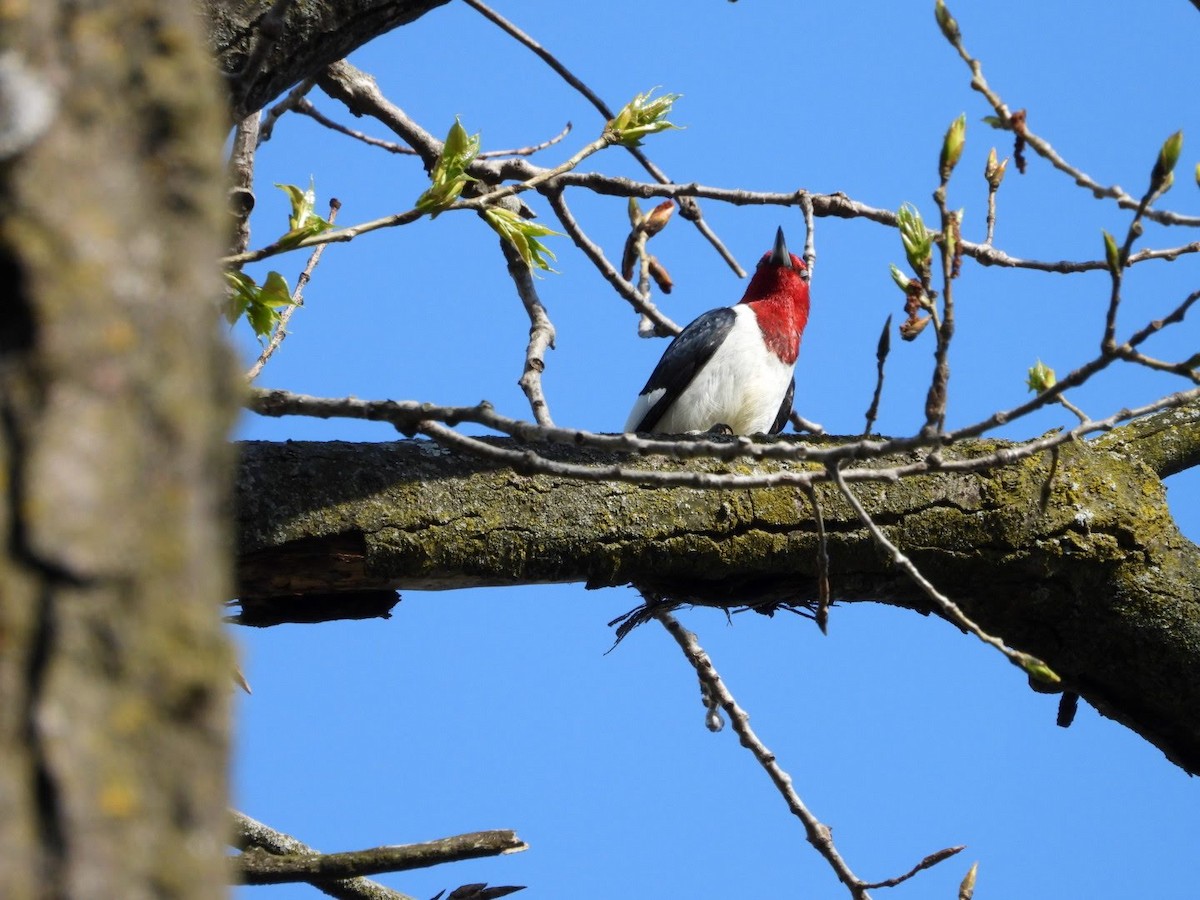 Red-headed Woodpecker - ML618689598