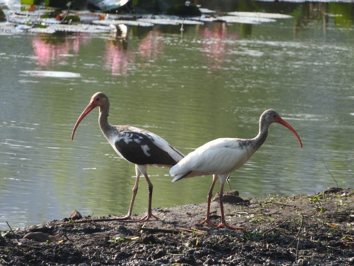 ibis bílý - ML618689601